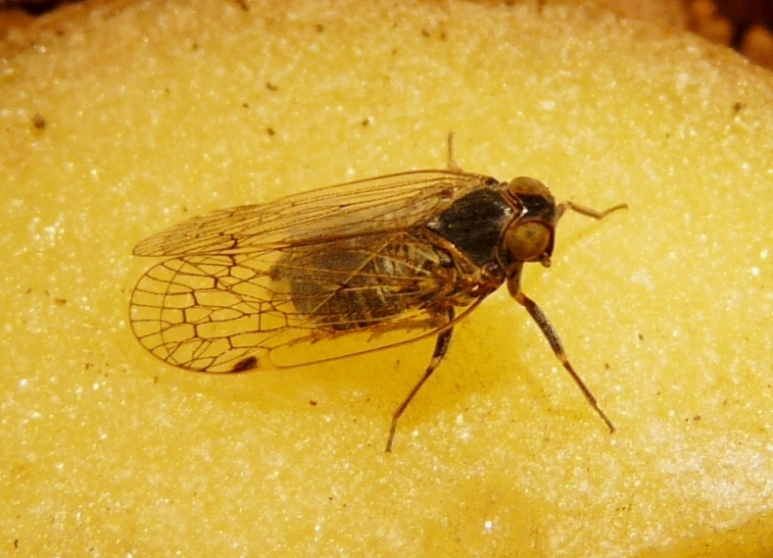 Ospiti delle formiche Myrmica: Cixiidae Reptalus sp.